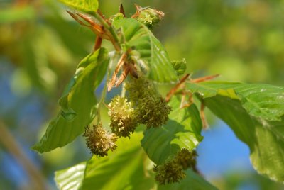 Fagus orientalis - buk východní - květenství a listy